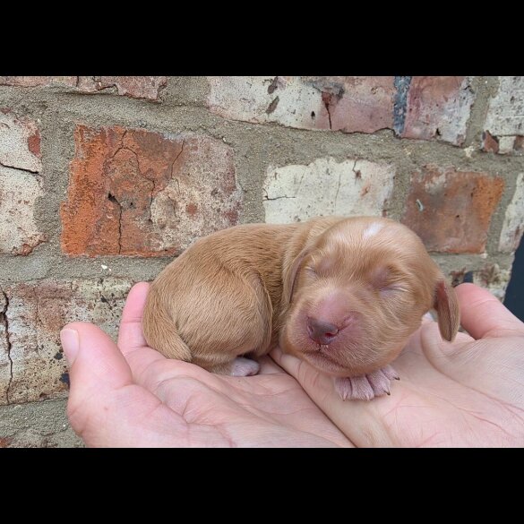 Cocker Spaniel (Working &amp; Show) - Both