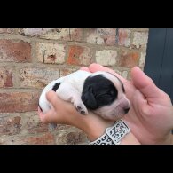 Cocker Spaniel (Working &amp; Show) - Both