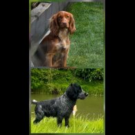 Cocker Spaniel (Working &amp; Show) - Both