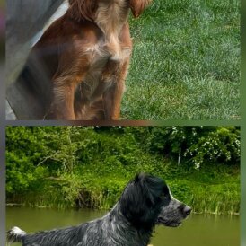 Cocker Spaniel (Working &amp; Show) - Both