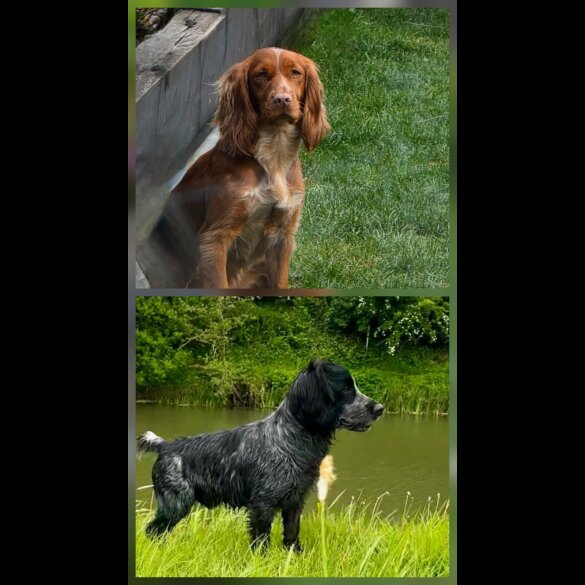 Cocker Spaniel (Working &amp; Show) - Both