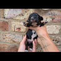 Cocker Spaniel (Working &amp; Show) - Both