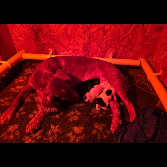 Cocker Spaniel (Working &amp; Show) - Both