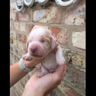 Cocker Spaniel (Working &amp; Show) - Both