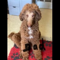 Poodle - Dogs