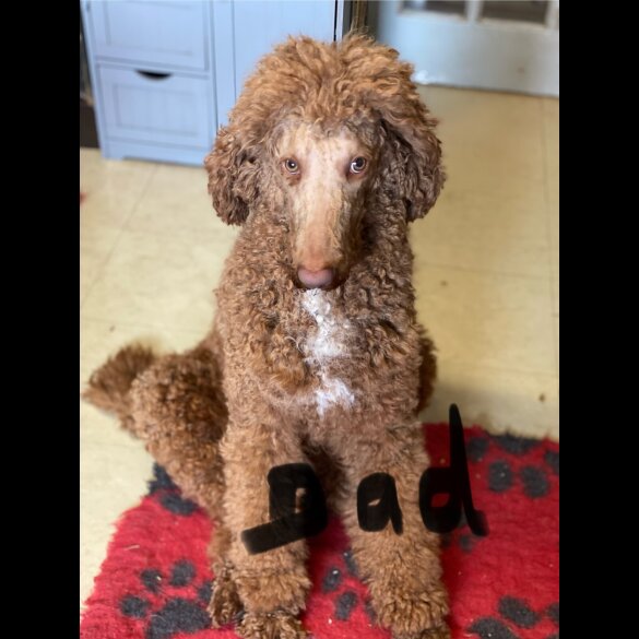 Poodle - Dogs