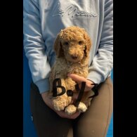 Poodle - Dogs