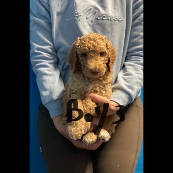 Poodle - Dogs