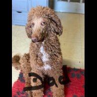 Poodle - Dogs