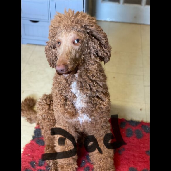 Poodle - Dogs