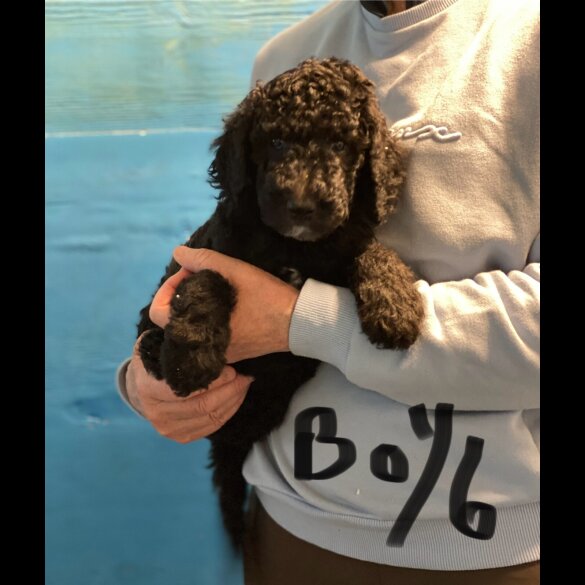 Poodle - Dogs