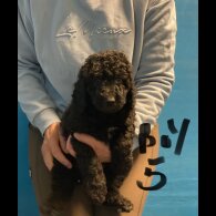 Poodle - Dogs