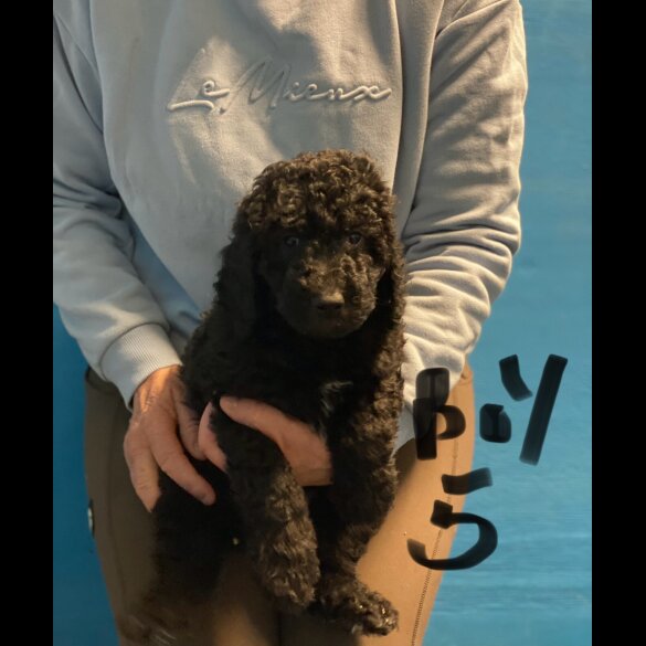 Poodle - Dogs