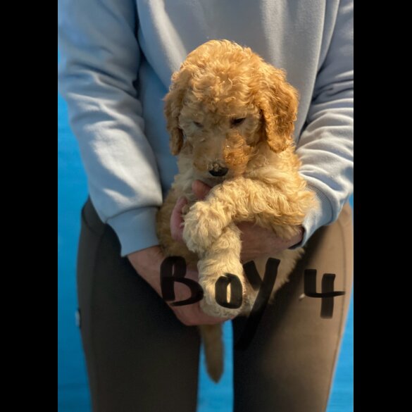Poodle - Dogs