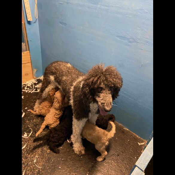 Poodle - Dogs