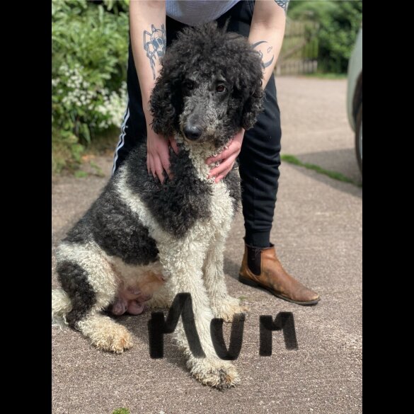 Poodle - Dogs