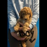 Poodle - Dogs