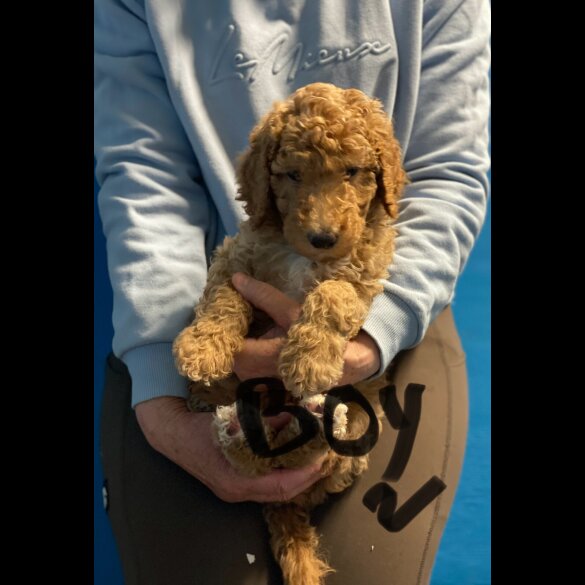Poodle - Dogs