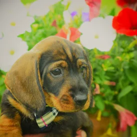 Dachshund (Standard &amp; Miniature) - Dogs