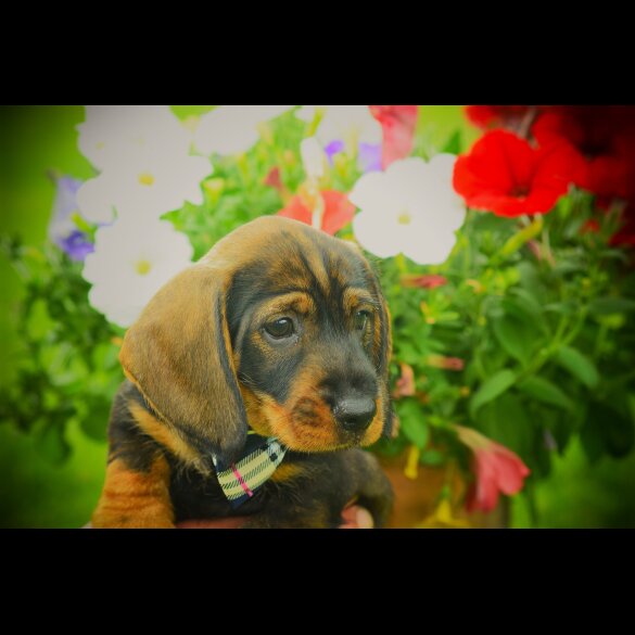 Dachshund (Standard &amp; Miniature) - Dogs