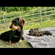 Dachshund (Standard &amp; Miniature) - Dogs