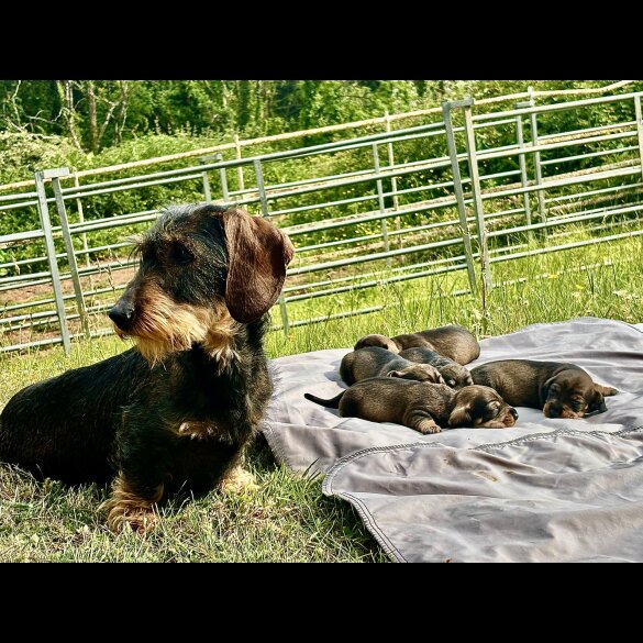 Dachshund (Standard &amp; Miniature) - Dogs