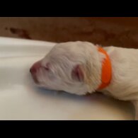 White Swiss Shepherd Dog - Both