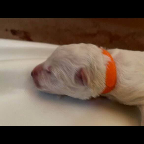 White Swiss Shepherd Dog - Both