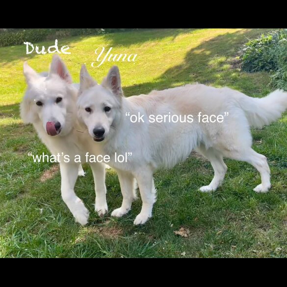 White Swiss Shepherd Dog - Both
