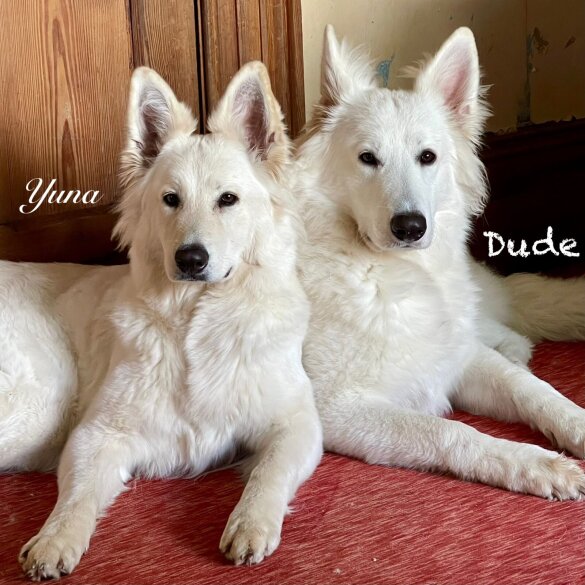 White Swiss Shepherd Dog - Both