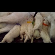 White Swiss Shepherd Dog - Both