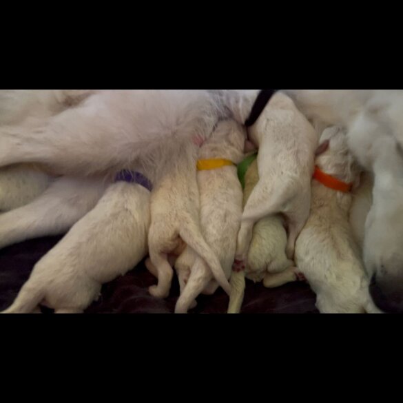 White Swiss Shepherd Dog - Both