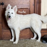 White Swiss Shepherd Dog - Both