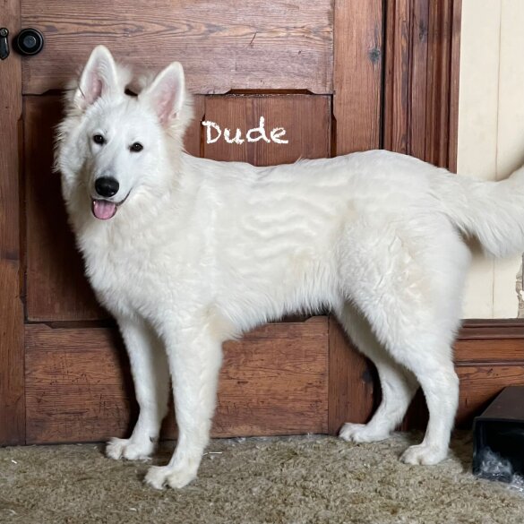 White Swiss Shepherd Dog - Both