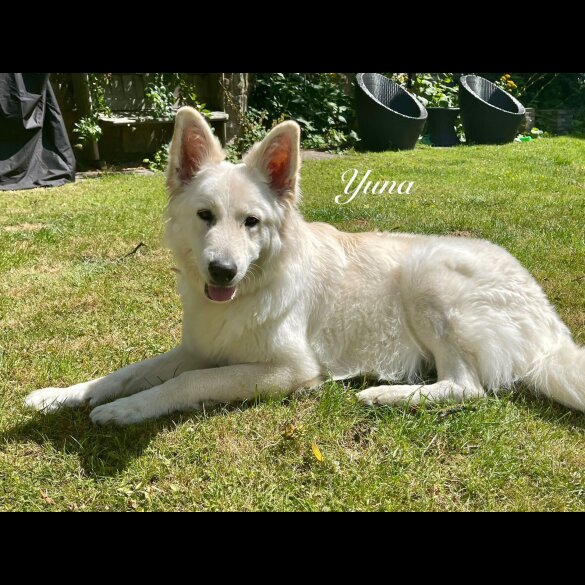 White Swiss Shepherd Dog - Both