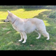 White Swiss Shepherd Dog - Both