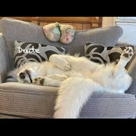 White Swiss Shepherd Dog - Both