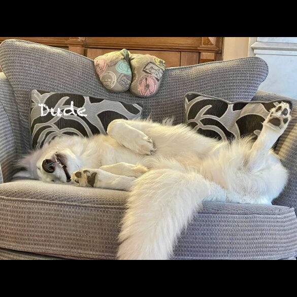White Swiss Shepherd Dog - Both
