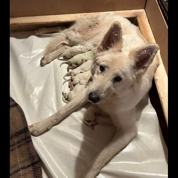 White Swiss Shepherd Dog - Both