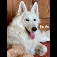 White Swiss Shepherd Dog - Both
