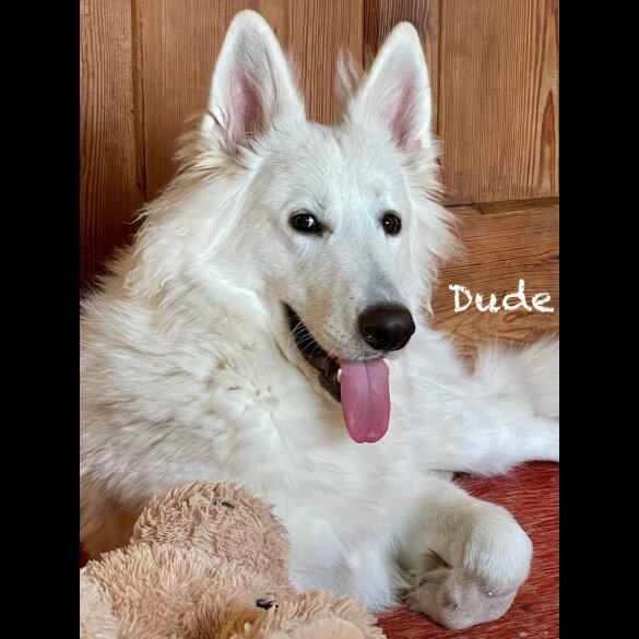 White Swiss Shepherd Dog - Both