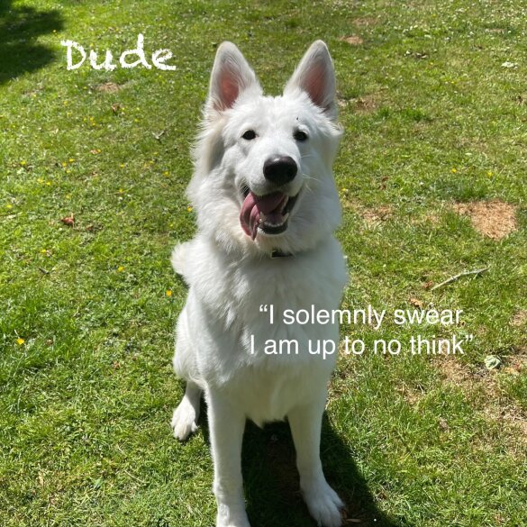 White Swiss Shepherd Dog - Both