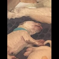 White Swiss Shepherd Dog - Both
