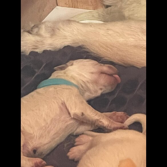 White Swiss Shepherd Dog - Both