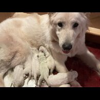 White Swiss Shepherd Dog - Both