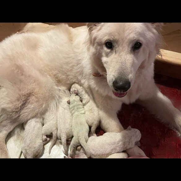 White Swiss Shepherd Dog - Both