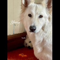 White Swiss Shepherd Dog - Both