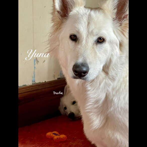 White Swiss Shepherd Dog - Both