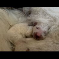 White Swiss Shepherd Dog - Both