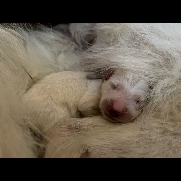 White Swiss Shepherd Dog - Both